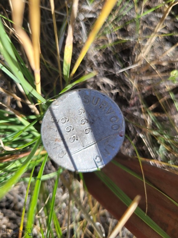 Ponderosa Pines - Land