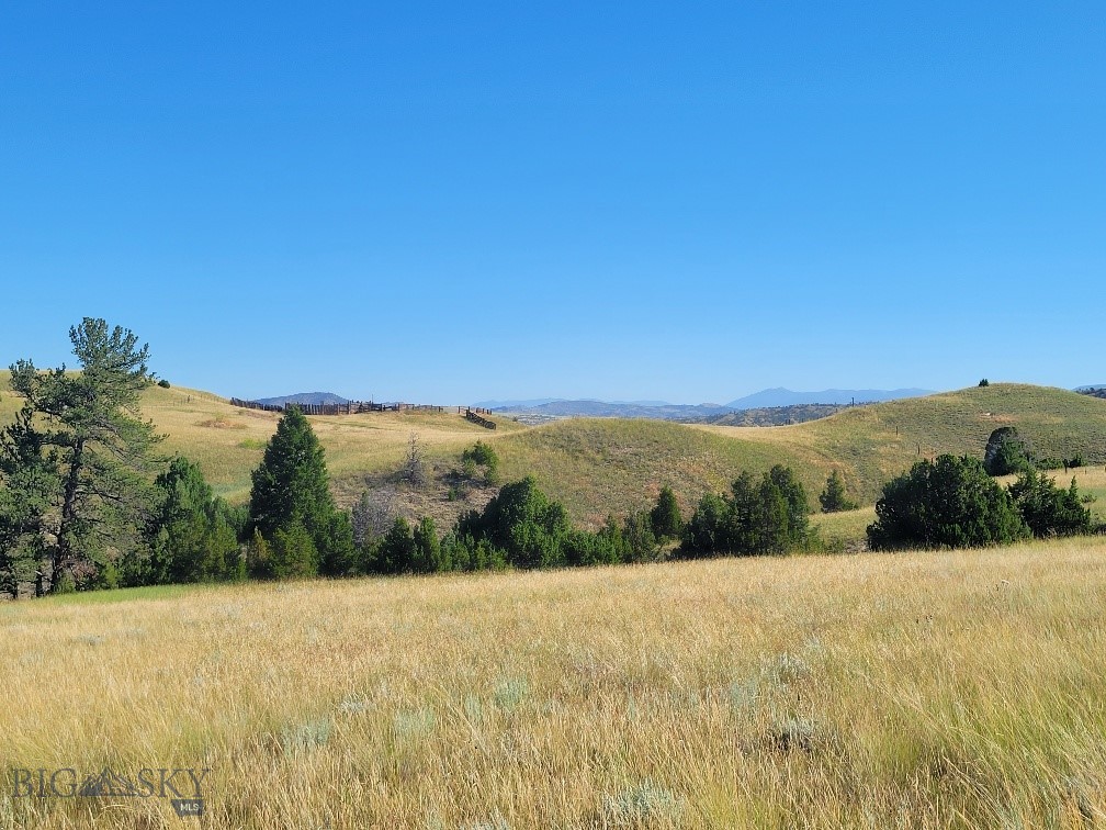 Ponderosa Pines - Land