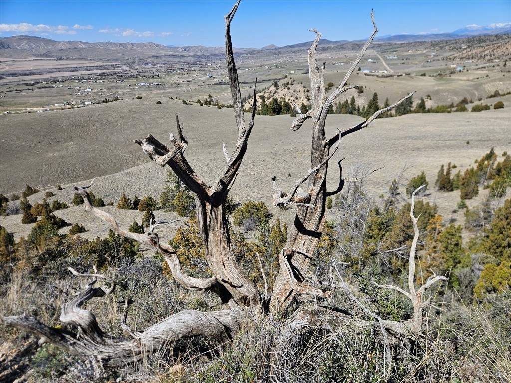 Ponderosa Pines - Land