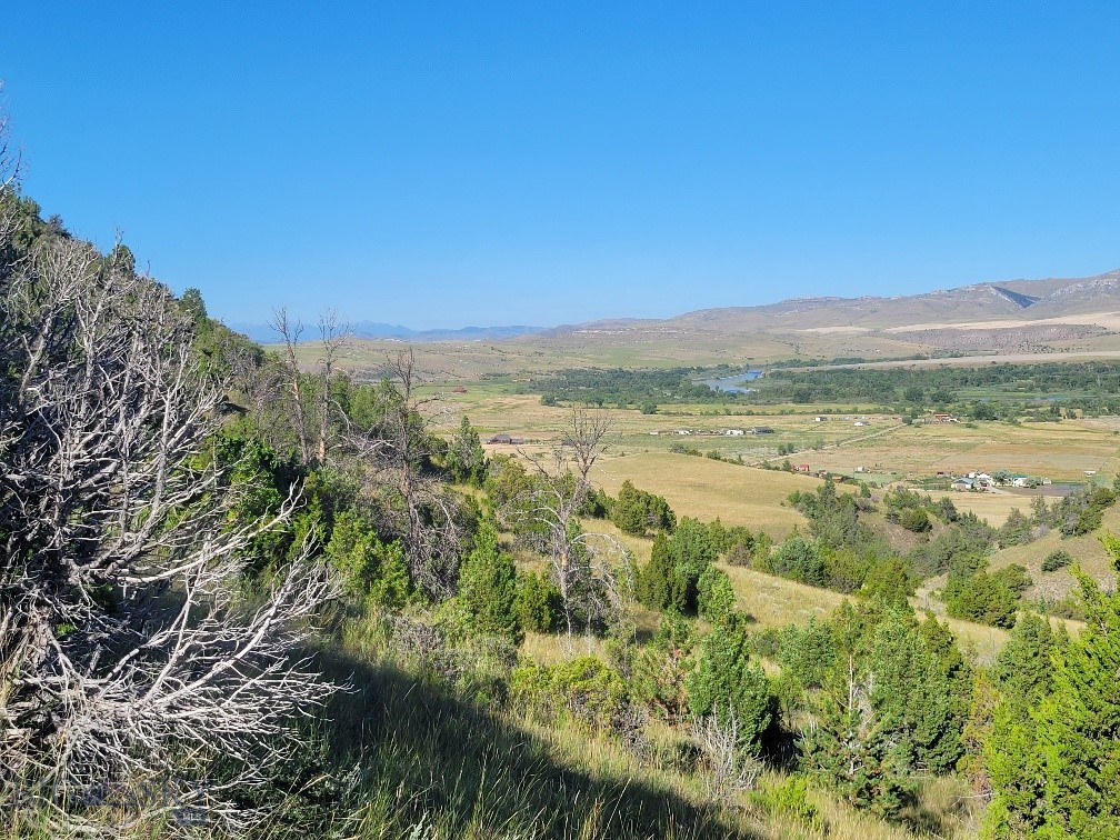 Ponderosa Pines - Land