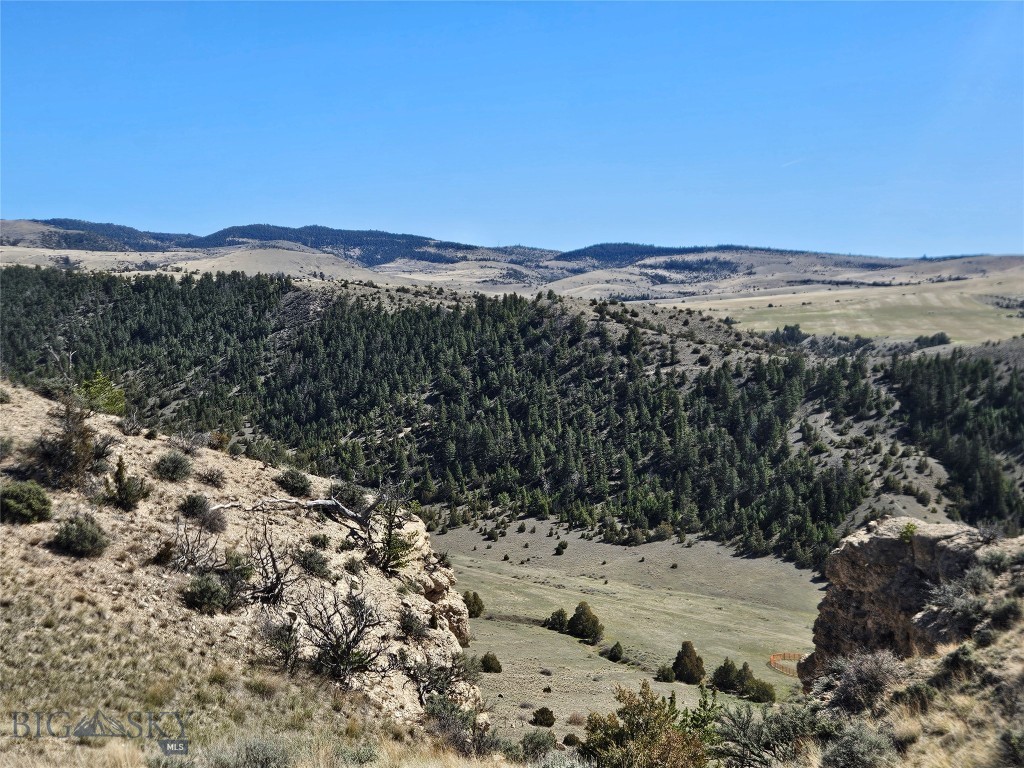 Ponderosa Pines - Land