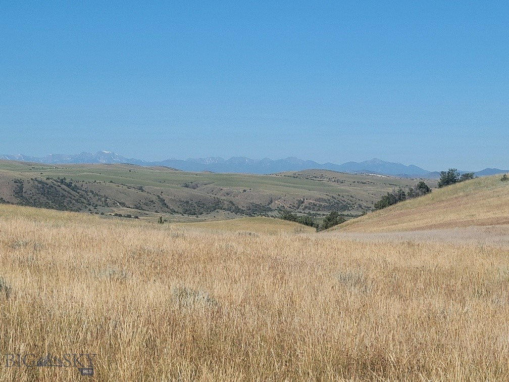 Ponderosa Pines - Land