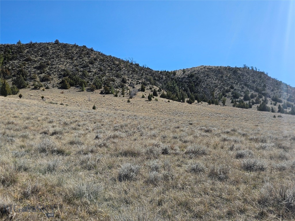 Ponderosa Pines - Land