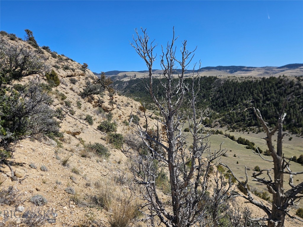 Ponderosa Pines - Land