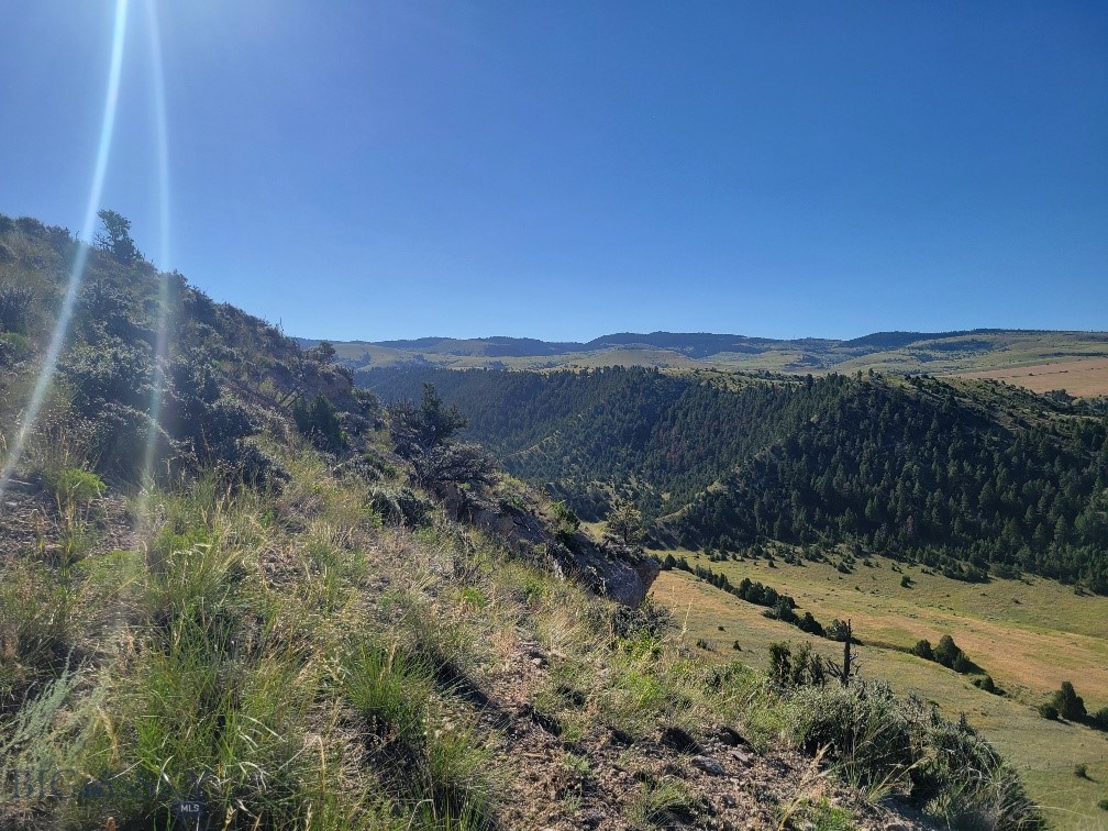 Ponderosa Pines - Land