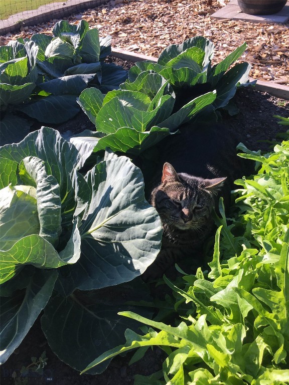 Harvest Hills - Residential