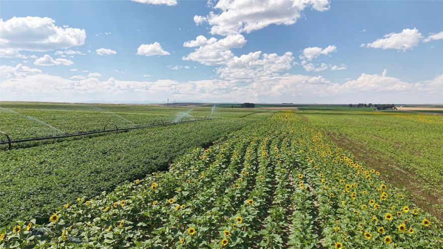 Now available, Starfire Farms spans approximately 82 lush acres between Amsterdam and Churchill, Montana, just 20 minutes west of Bozeman. This unique property offers stunning views of the Spanish Peaks to the south, and the Bridger Mountains rising to the northeast. The land provides exceptional potential for homebuilding, with multiple prime sites positioned to take in spectacular sunsets, rolling topography, and wide-open skies.

The property includes approximately 45 acres of level, irrigated ground, ideal for growing oats, barley, or seed potatoes, and about 37 acres of gently sloping pastureland that follows 1,200 feet of Camp Creek. Irrigation is managed through a shared water agreement with the Low Line Ditch Company, supporting productive agricultural use.

With no covenants and no zoning restrictions, the opportunities here are broad. This property can support residential, equestrian, agricultural use, or even further development. The property can be subdivided and features accessible entry points from both Churchill and Camp Creek Roads. Whether you're envisioning a working farm, an equestrian retreat, or a family compound, the views and varied terrain make it a standout setting.

Additional value comes from current agricultural lease income. Located within the Amsterdam/Churchill School District for elementary grades and served by Manhattan High School, the property is also near Manhattan Christian School for grades 1–12. Besides this 82 acre parcel there is additional 46± and 38± acre parcels.