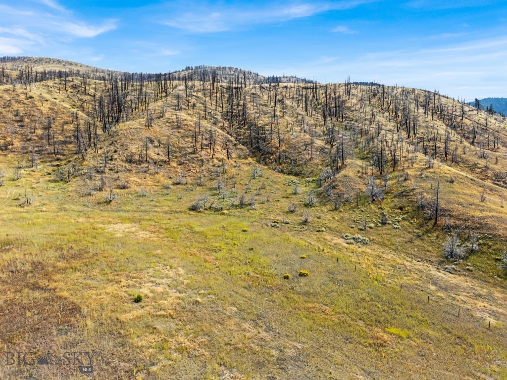 Ponderosa Pines - Land