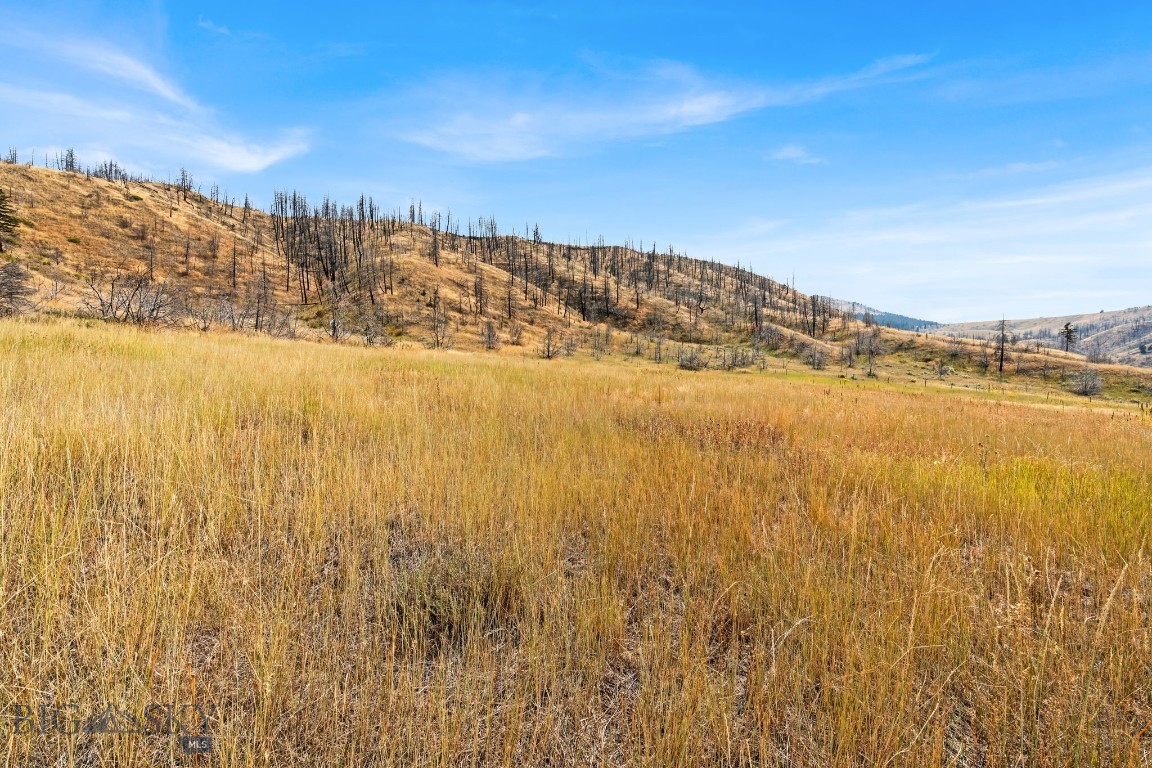 Ponderosa Pines - Land