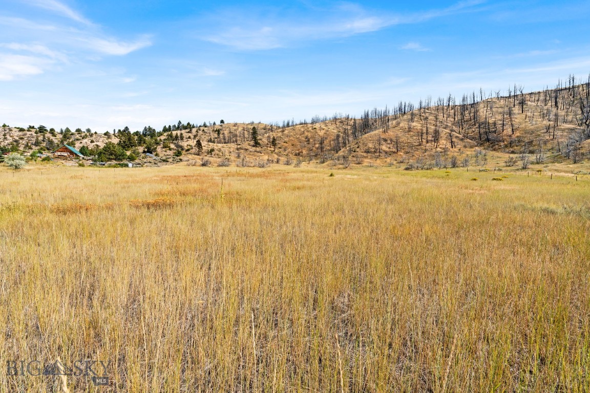 Ponderosa Pines - Land