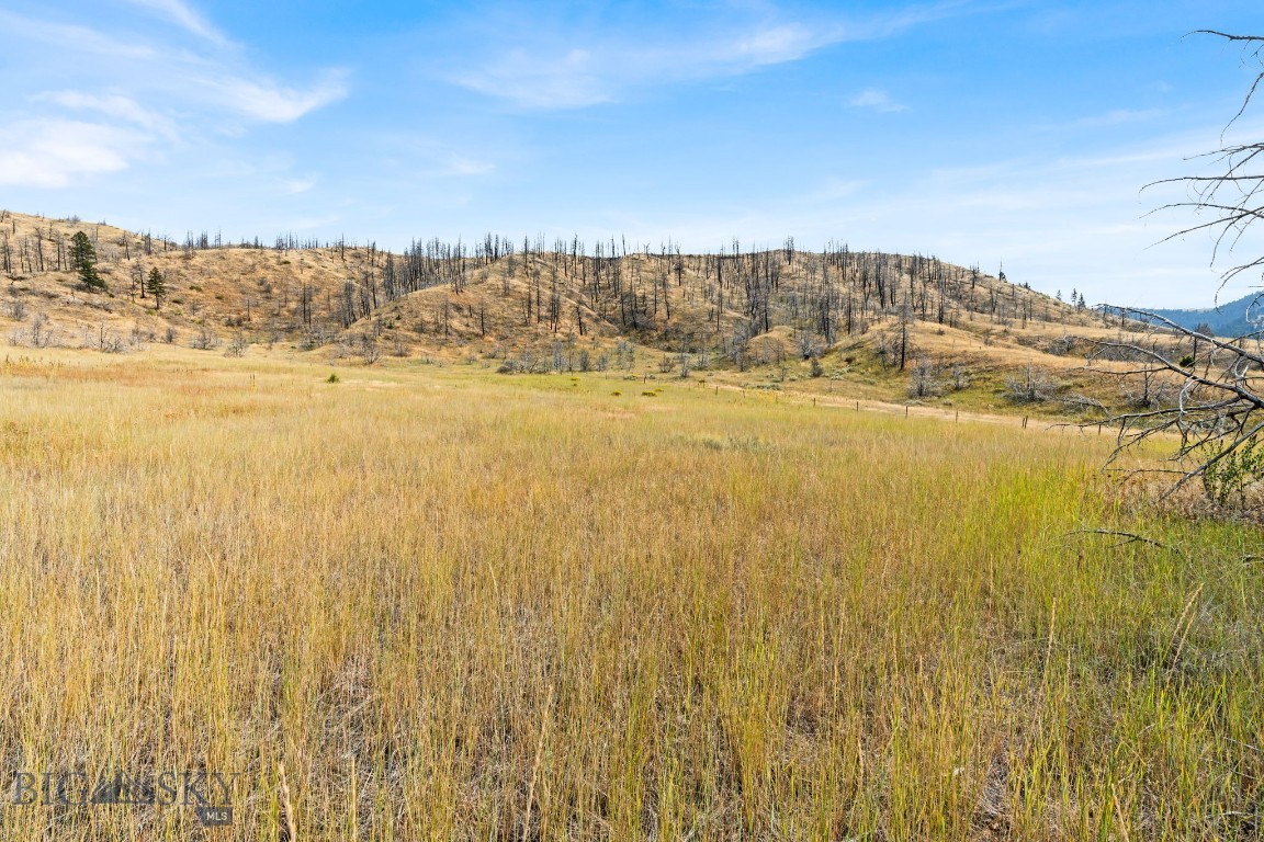Ponderosa Pines - Land