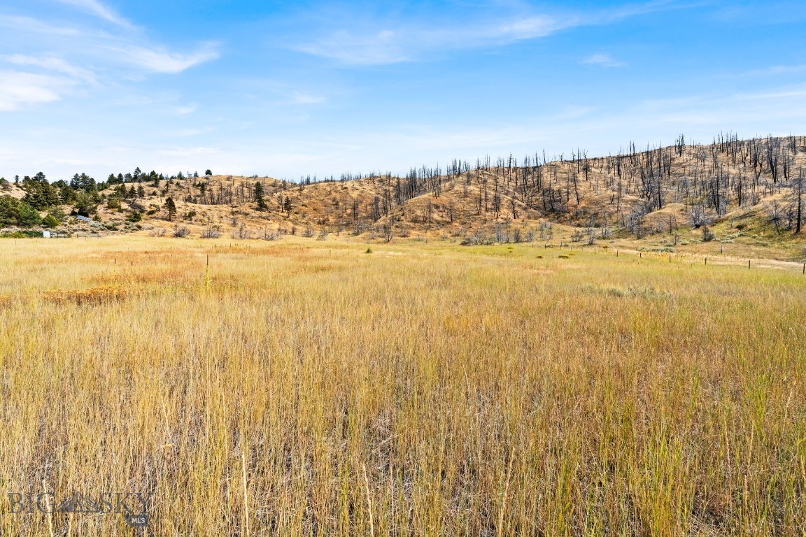 Ponderosa Pines - Land