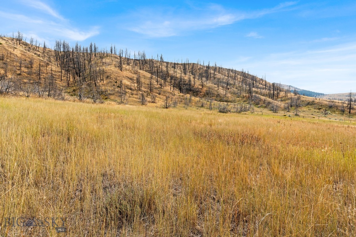 Ponderosa Pines - Land