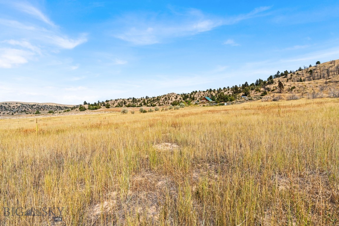 Ponderosa Pines - Land