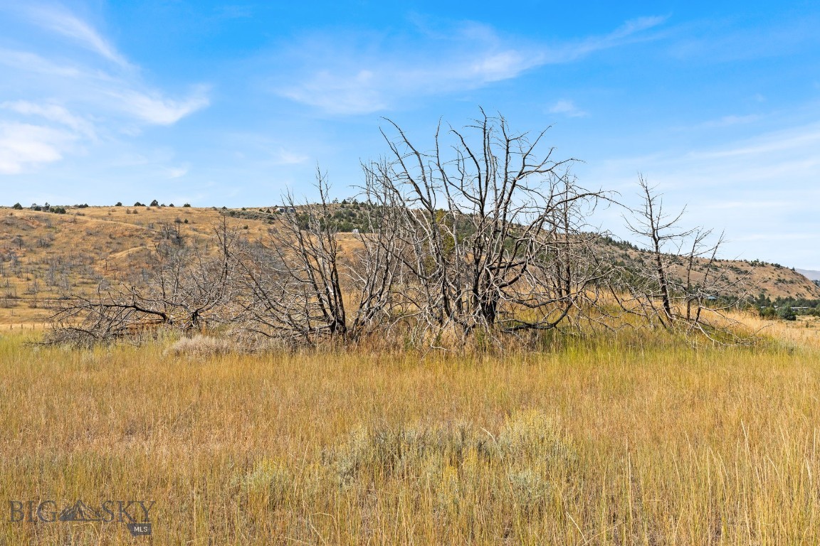 Ponderosa Pines - Land