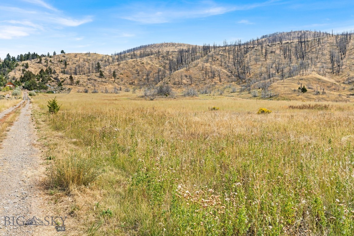 Ponderosa Pines - Land