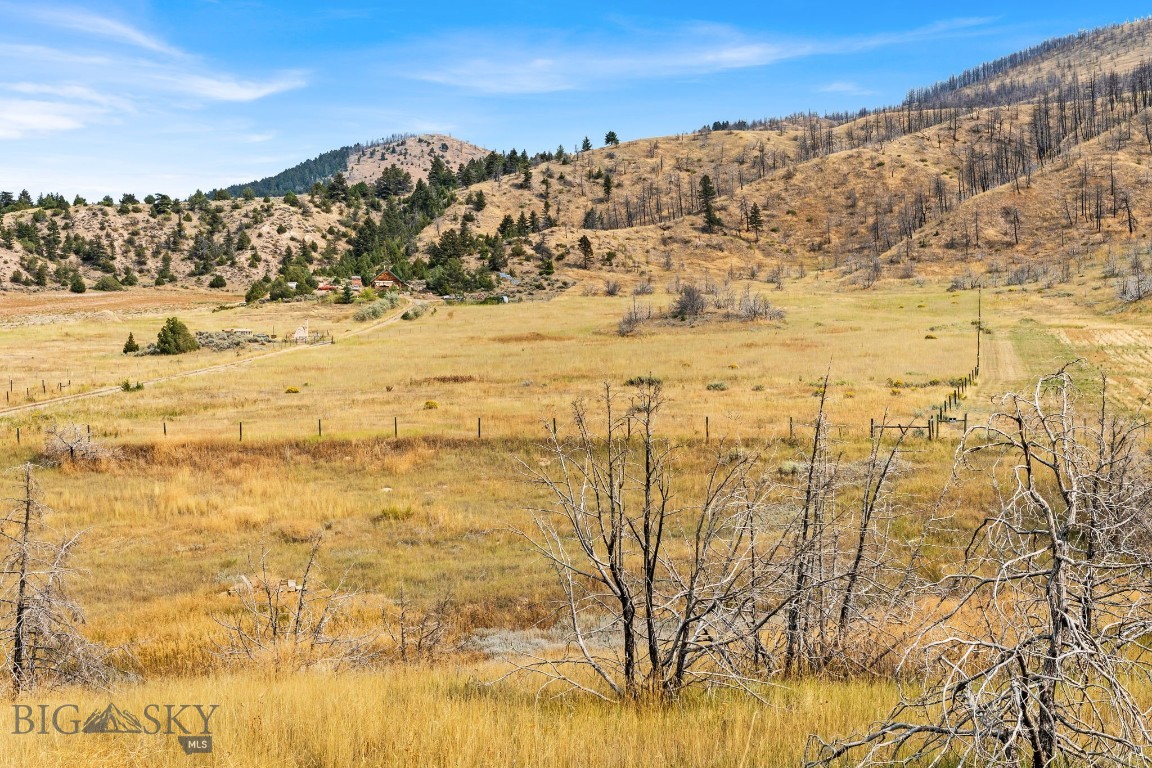 Ponderosa Pines - Land