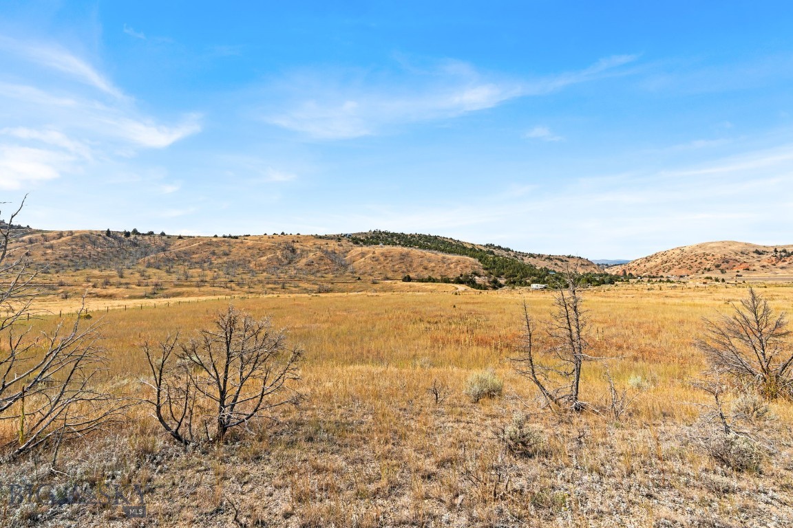Ponderosa Pines - Land