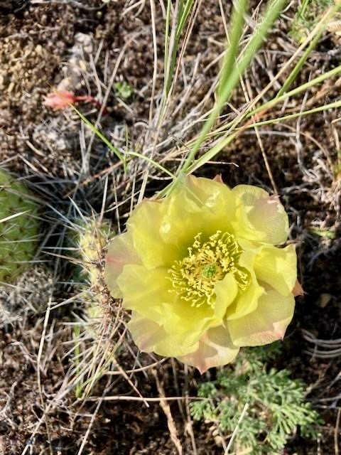 Ponderosa Pines - Residential