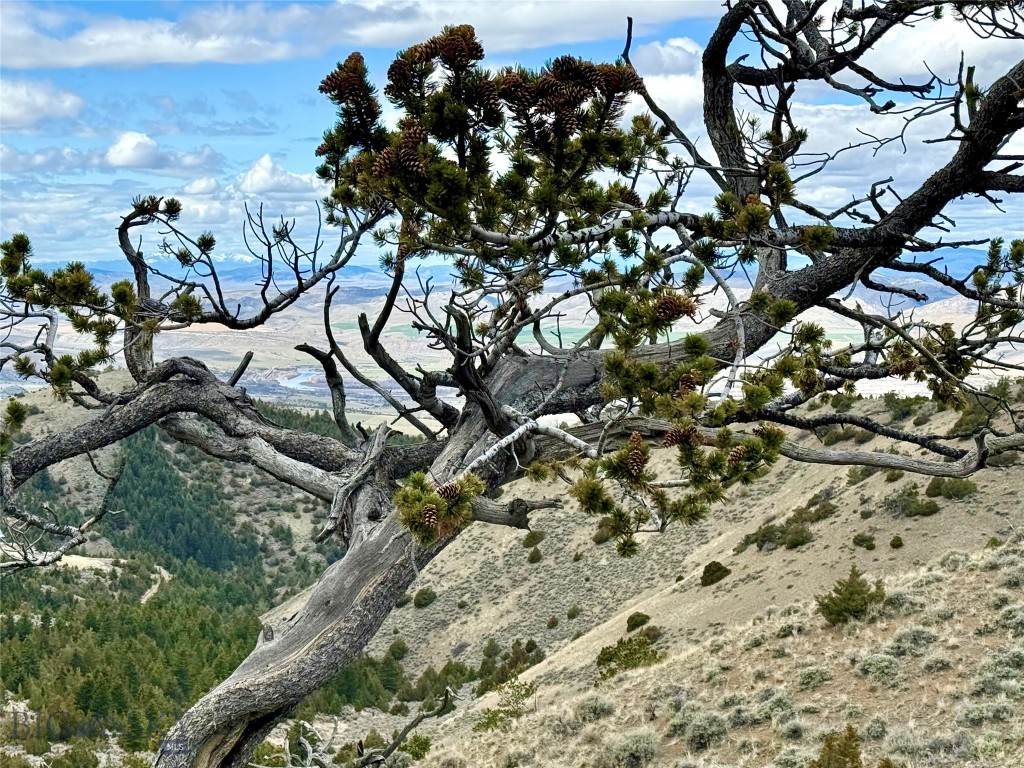 Ponderosa Pines - Residential