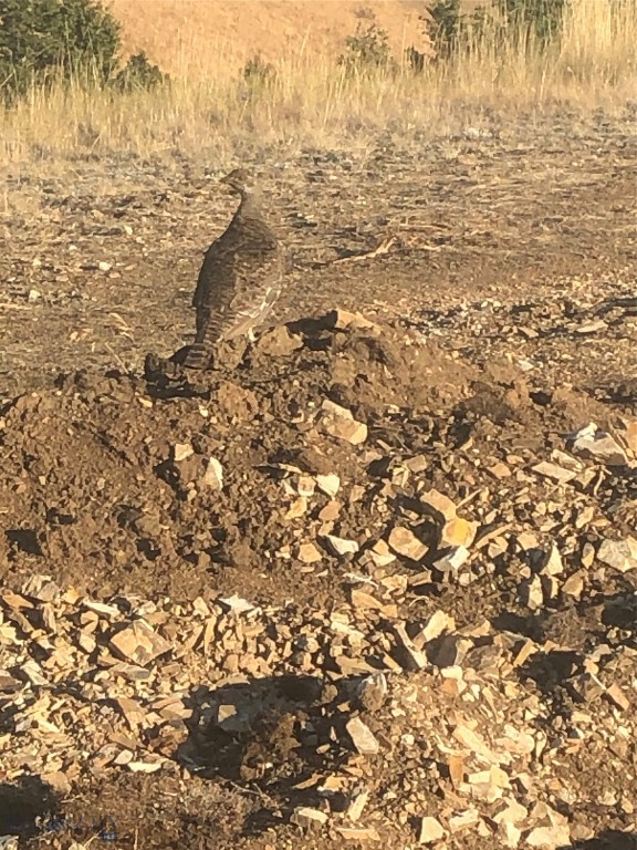 Ponderosa Pines - Residential