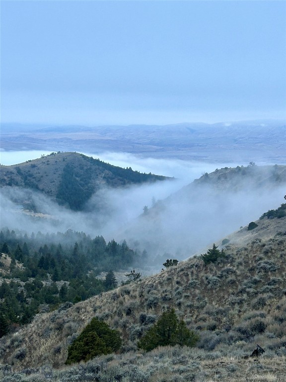 Ponderosa Pines - Residential