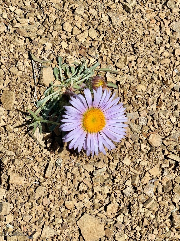 Ponderosa Pines - Residential