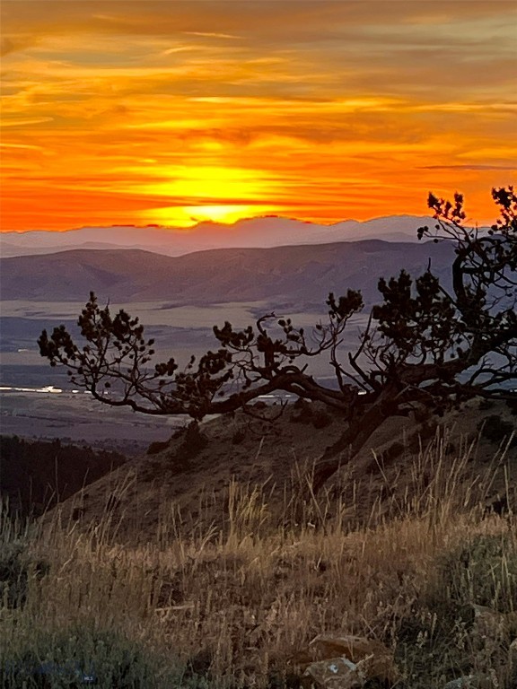 Ponderosa Pines - Residential