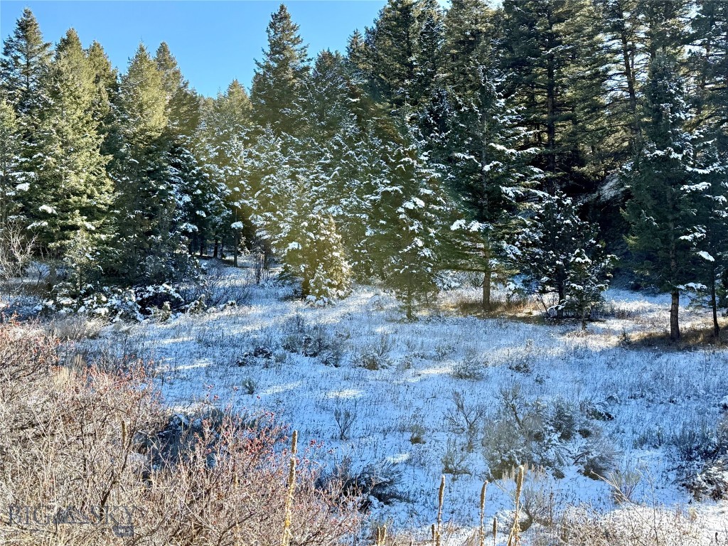 Ponderosa Pines - Land