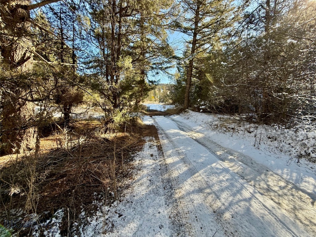 Ponderosa Pines - Land
