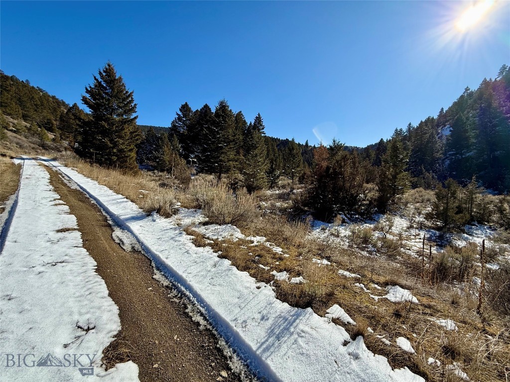 Ponderosa Pines - Land