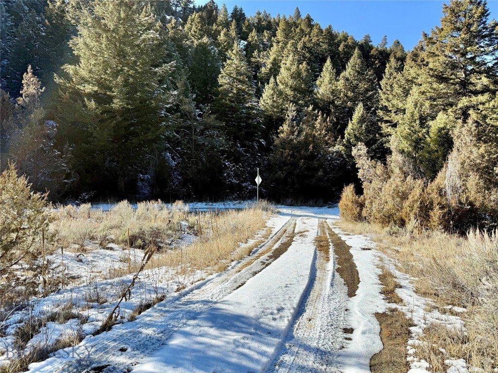 Ponderosa Pines - Land