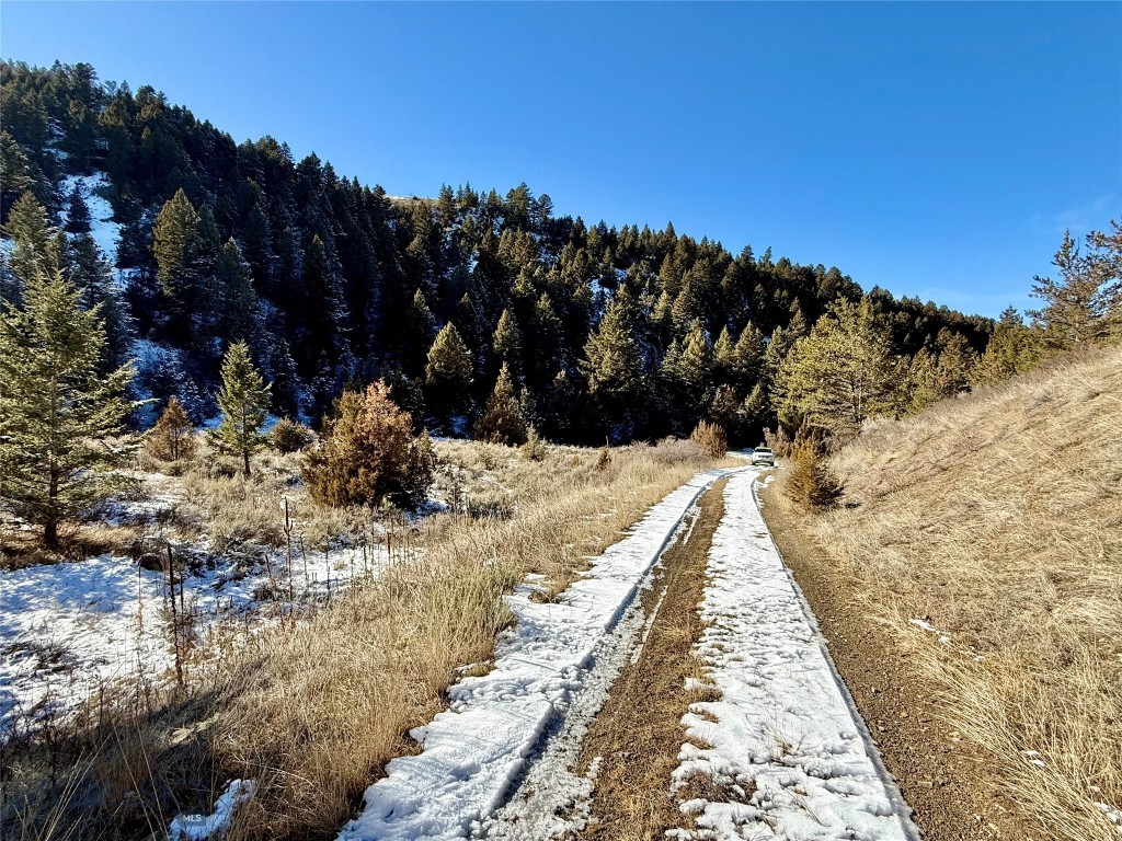 Ponderosa Pines - Land