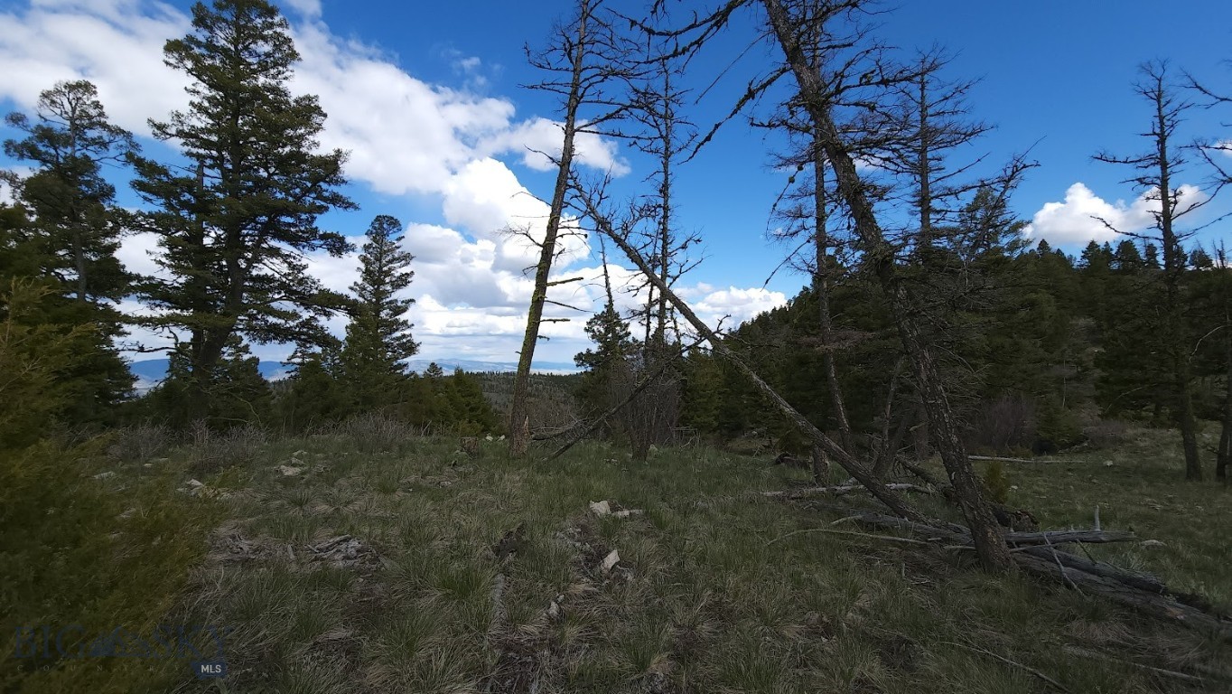 10 & 11 Tract, Bull Elk