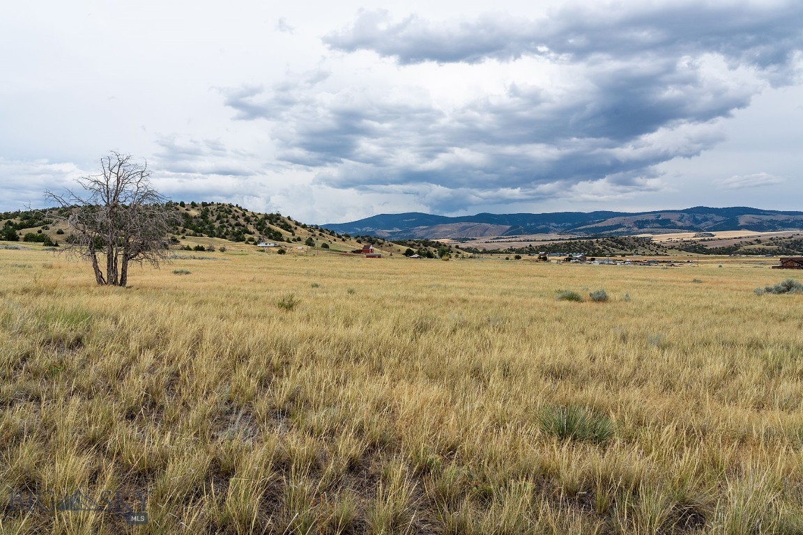 Ponderosa Pines - Land