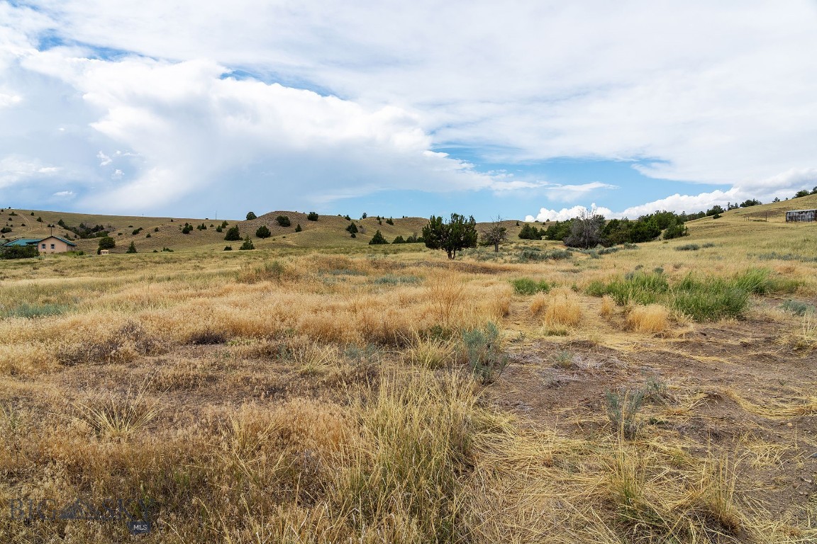 Ponderosa Pines - Land