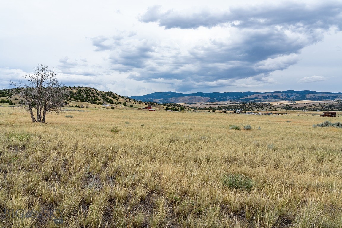 Ponderosa Pines - Land