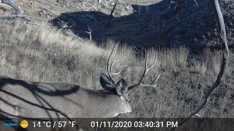 Photo of Shawmut, MT 59078 (MLS # 406740)