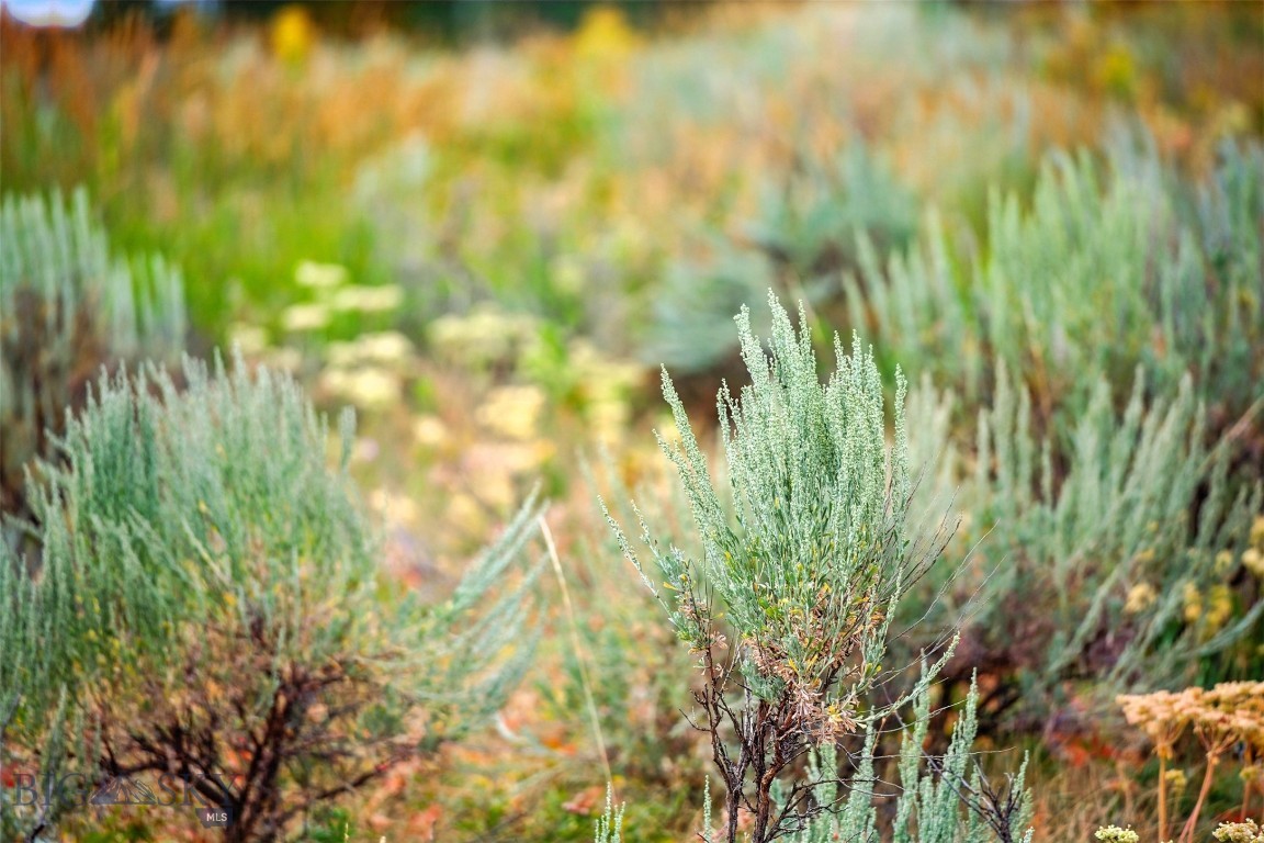 Yellowstone Holiday - Land