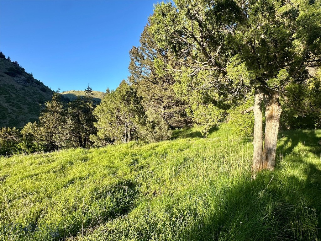 Ponderosa Pines - Land