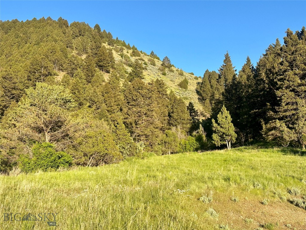 Ponderosa Pines - Land