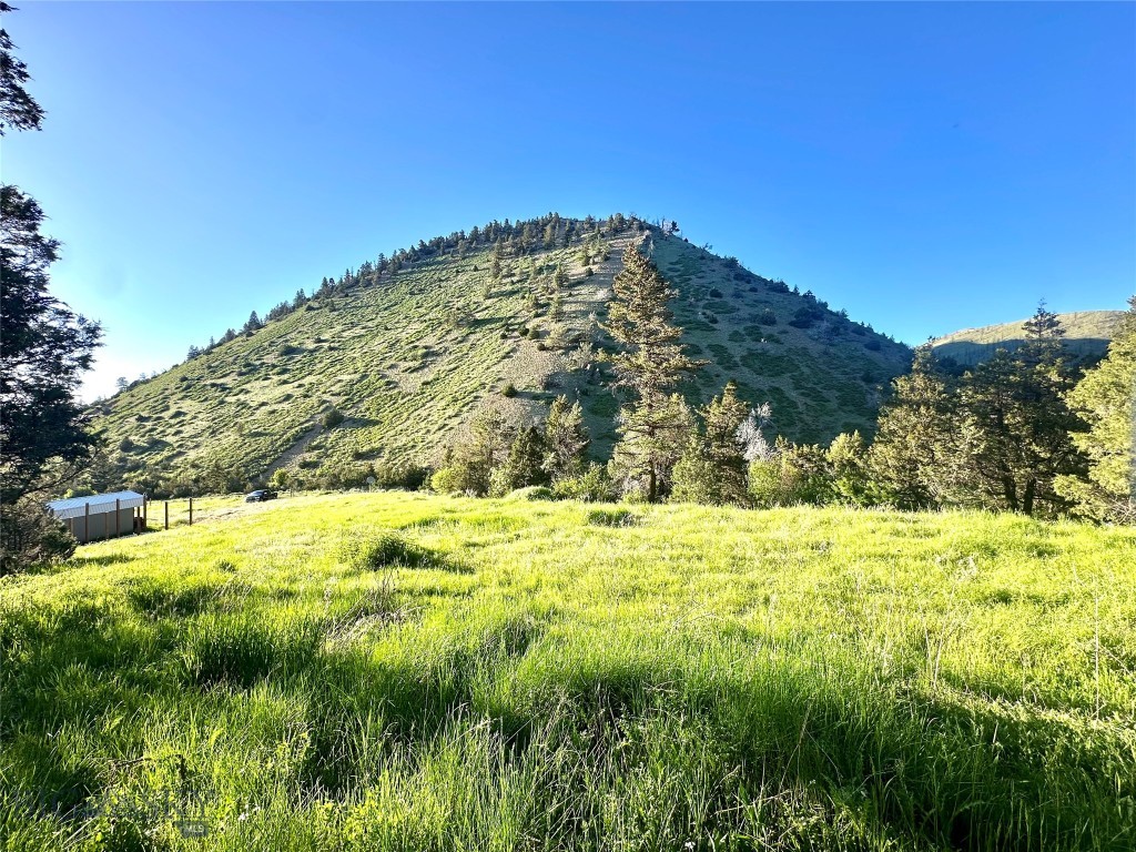 Ponderosa Pines - Land