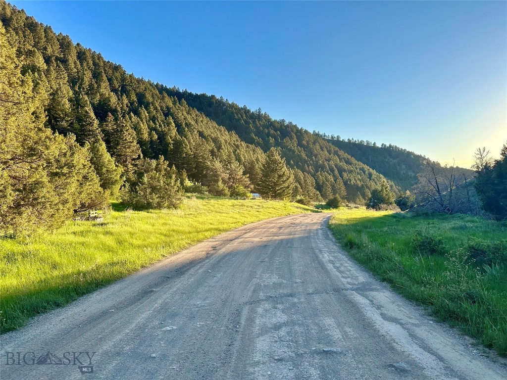 Ponderosa Pines - Land