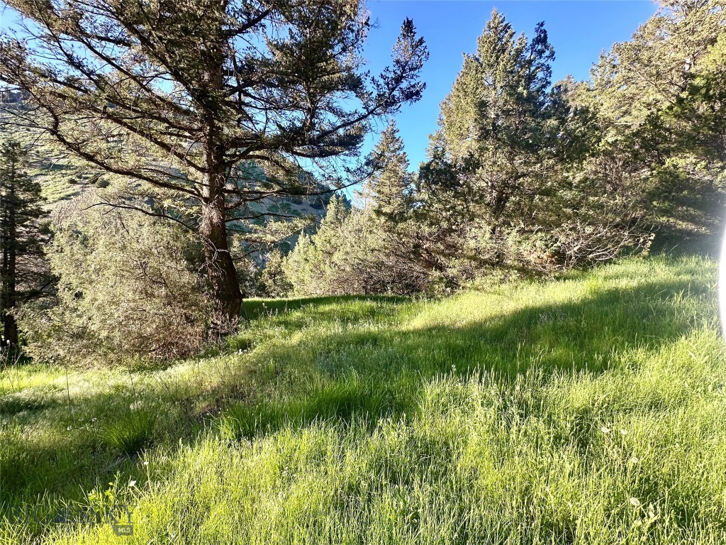 Ponderosa Pines - Land