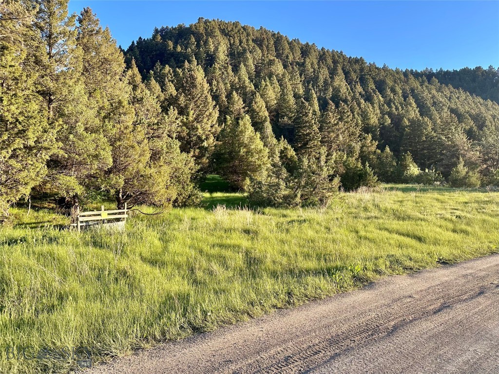 Ponderosa Pines - Land