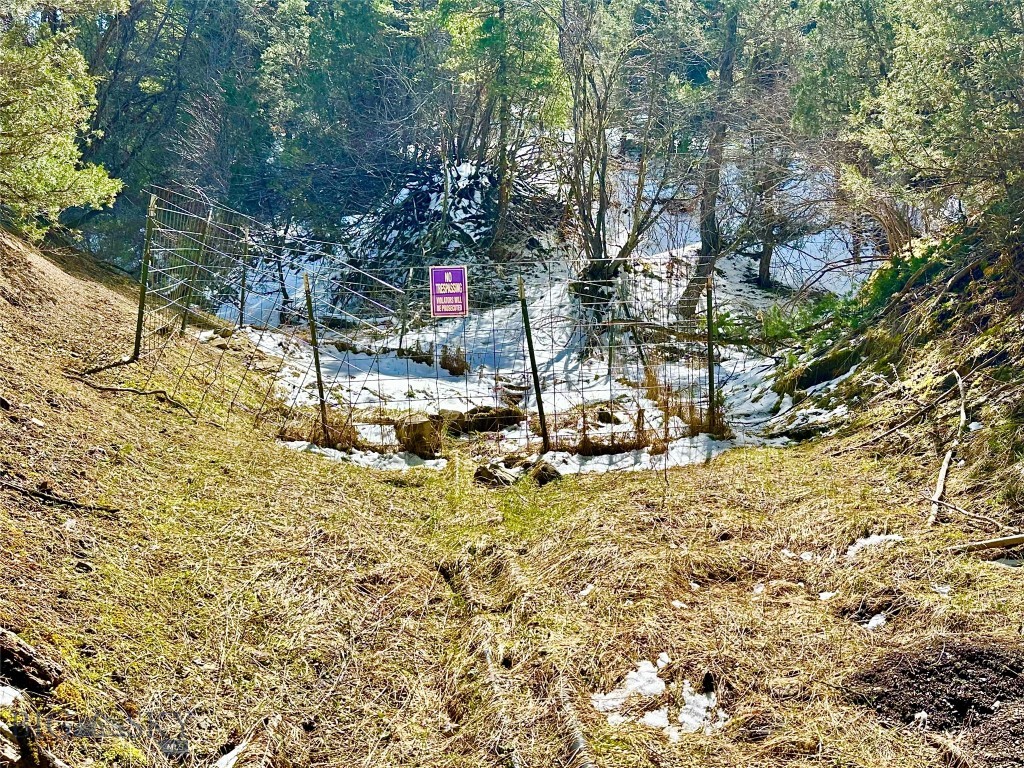 Ponderosa Pines - Land