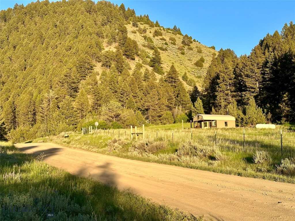 Ponderosa Pines - Land