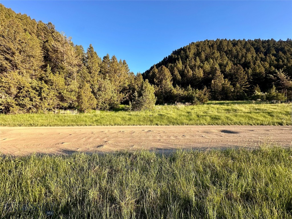 Ponderosa Pines - Land