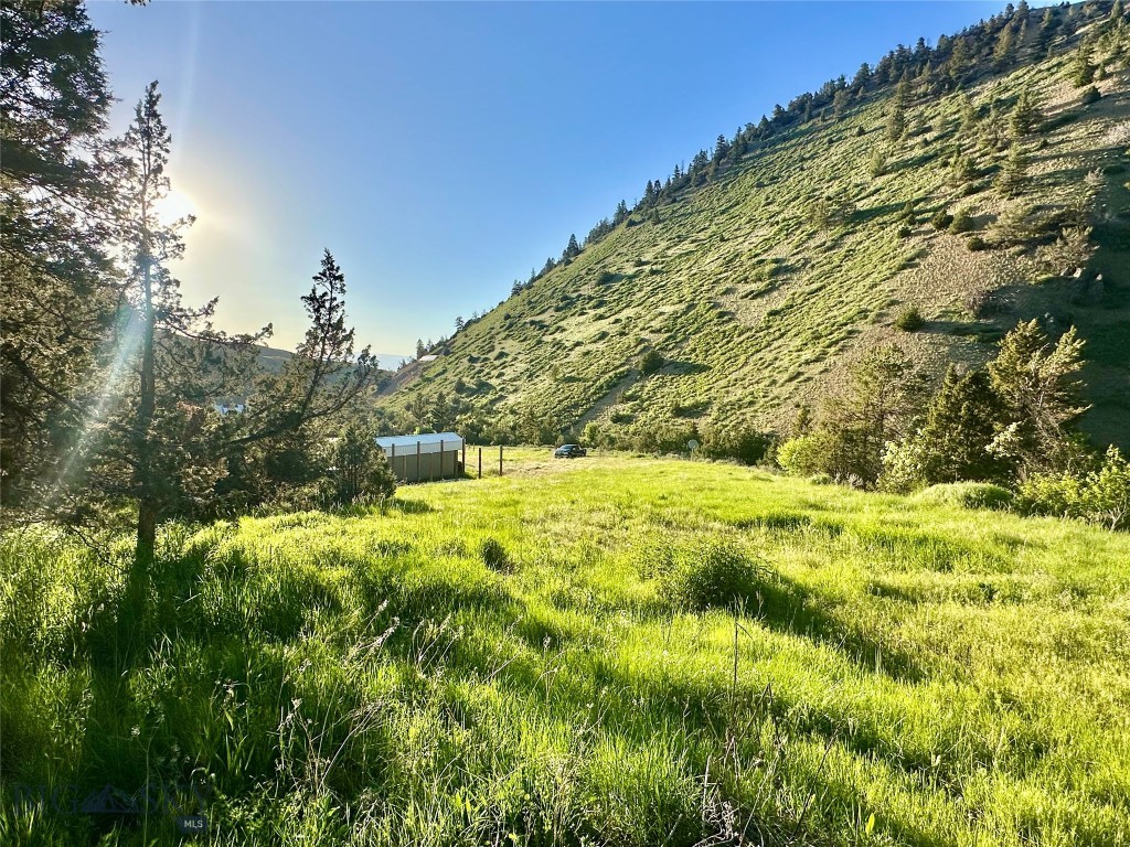 Ponderosa Pines - Land