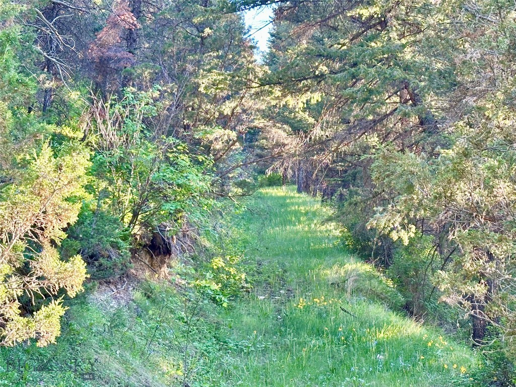 Ponderosa Pines - Land